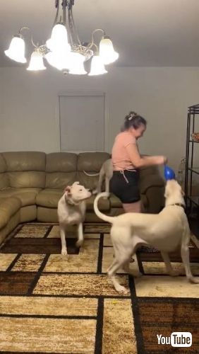 風船で遊びたい犬たち