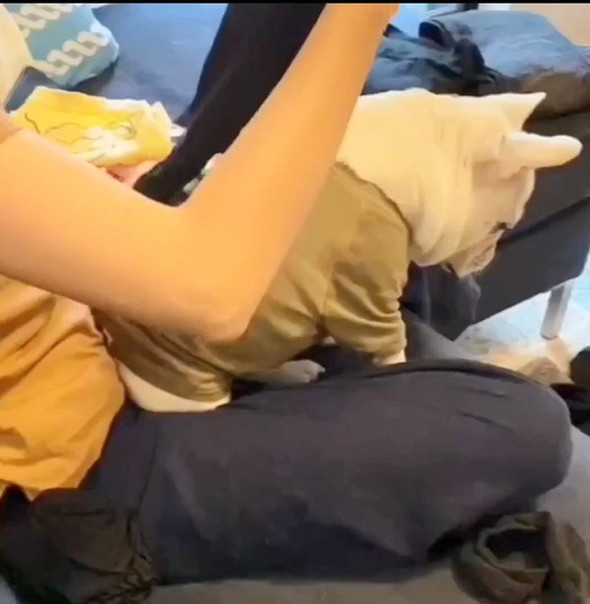 飼い主さんの前に座る犬