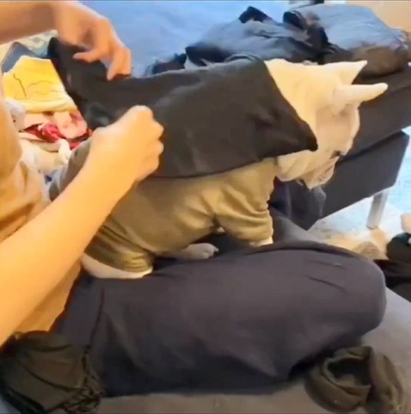 洗濯物を背中に受ける犬