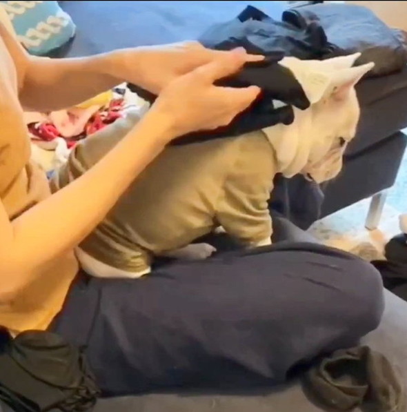 洗濯物を背中で受ける犬