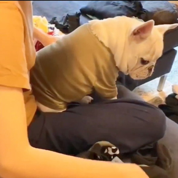 洗濯物を待つ犬