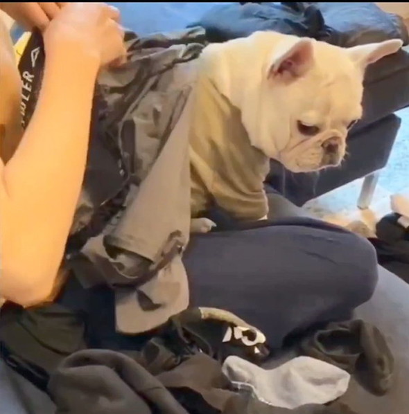 後ろを振り返る犬