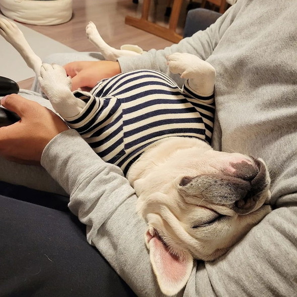 おなかを見せている犬