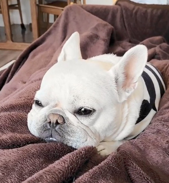 ねそべる犬
