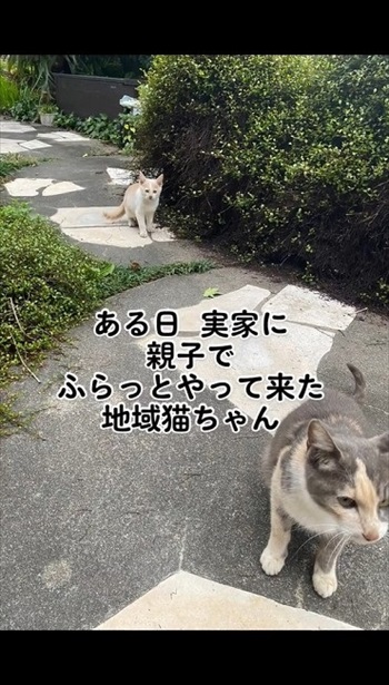 実家にやってきた野良猫の親子を保護