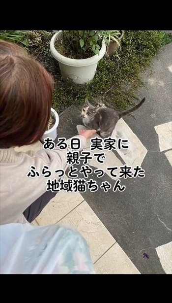 地域猫