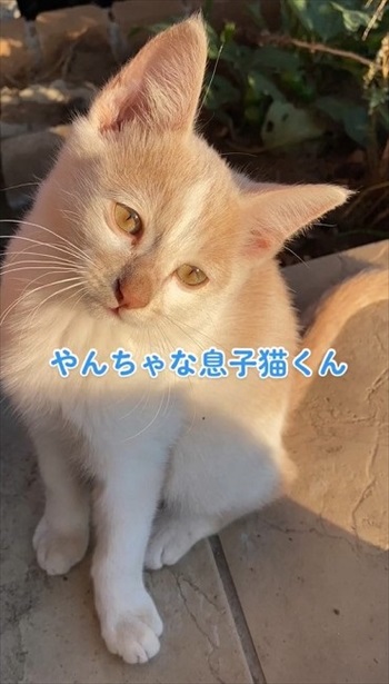 やんちゃな息子猫