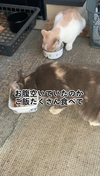 ごはんをたくさん食べた猫たち