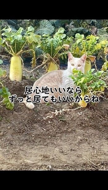 語りかける投稿者