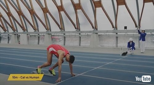 ヤマト運輸ネコと陸上選手がガチ対決