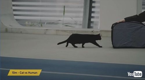 ヤマト運輸ネコと陸上選手がガチ対決