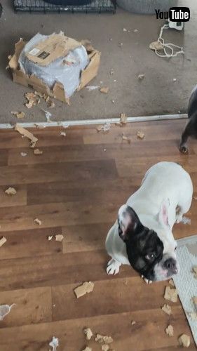 「Naughty Frenchies Rip Apart Cardboard Box || ViralHog」