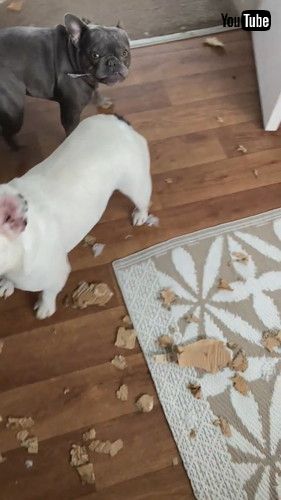 「Naughty Frenchies Rip Apart Cardboard Box || ViralHog」