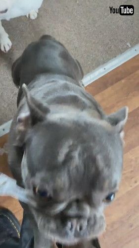 「Naughty Frenchies Rip Apart Cardboard Box || ViralHog」