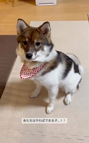 シャキッとした伏せをするワンコ