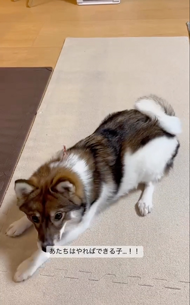 シャキッとした伏せをするワンコ