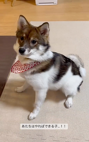 シャキッとした伏せをするワンコ