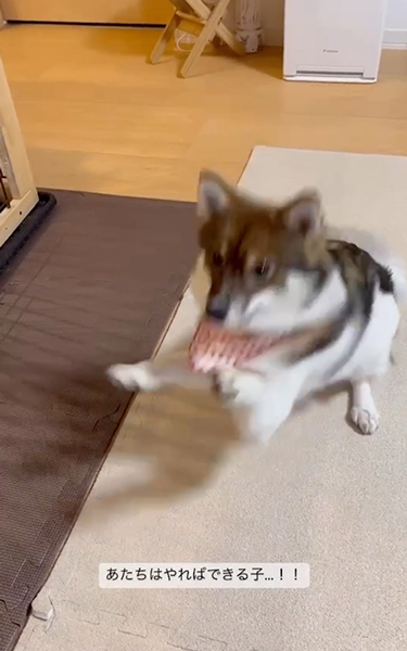 シャキッとした伏せをするワンコ