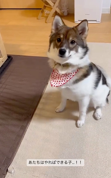 シャキッとした伏せをするワンコ