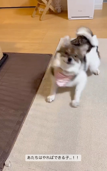 シャキッとした伏せをするワンコ