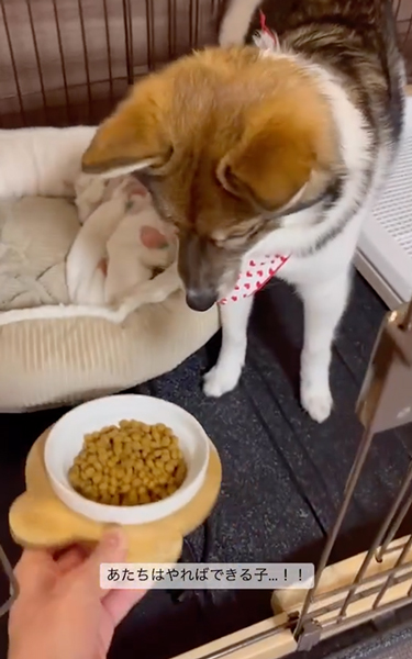 シャキッとした伏せをするワンコ