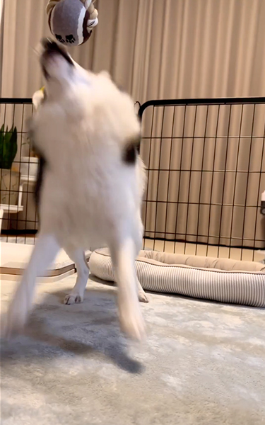 バウンドするワンコ