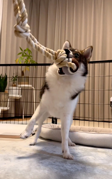 バウンドするワンコ