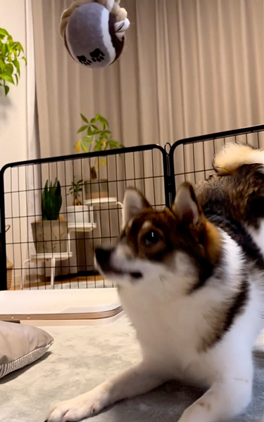 バウンドするワンコ