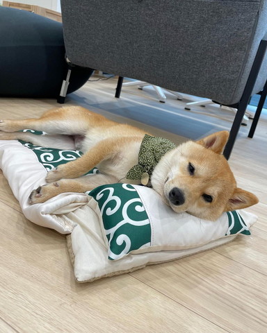 布団で寝るワンコ