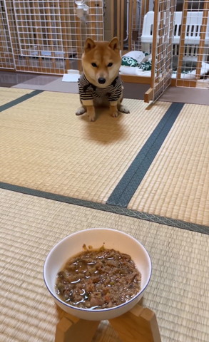 畳の入口でお座りするワンコ