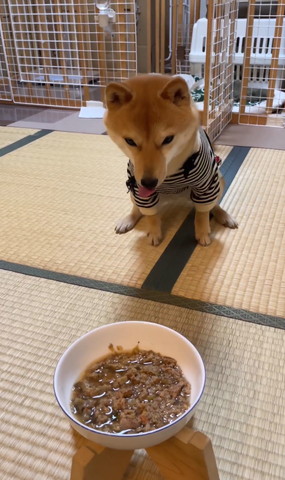 畳の中央でお座りするワンコ