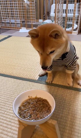 ごはんを見下ろすワンコ正面