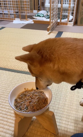 ごはんを見つめるワンコ横から