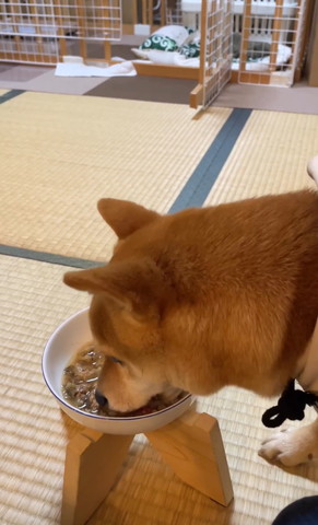 ごはん食べるワンコ