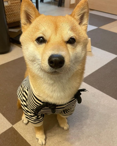 洋服着て座ってるワンコ正面