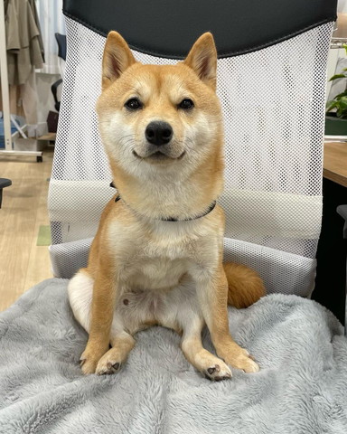 椅子に座ってるワンコ