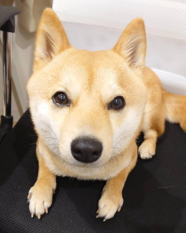 上目遣いワンコ