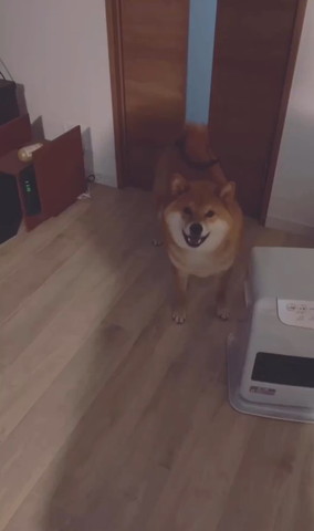 散歩行きたい柴犬