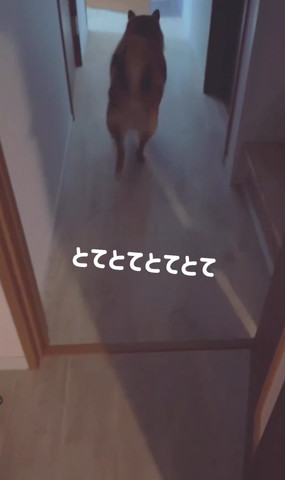 とてとてテロップ