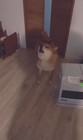 吠えてるワンコ