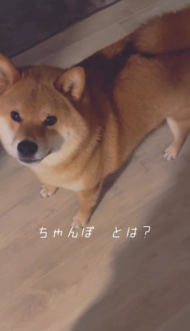 ちゃんぽとはテロップ