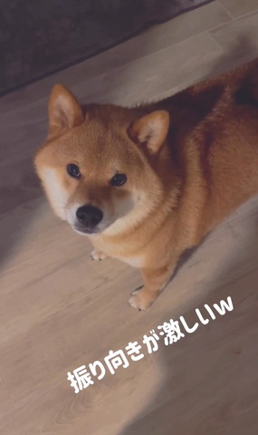 振り向きが激しいテロップ