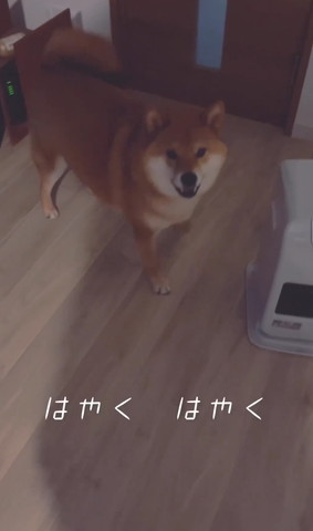 はやくはやくテロップ