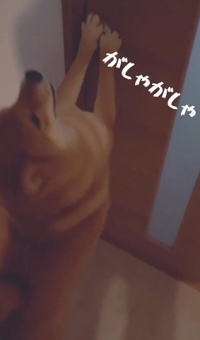 がしゃがしゃテロップ