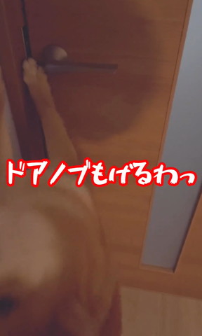 ドアノブもげるわテロップ