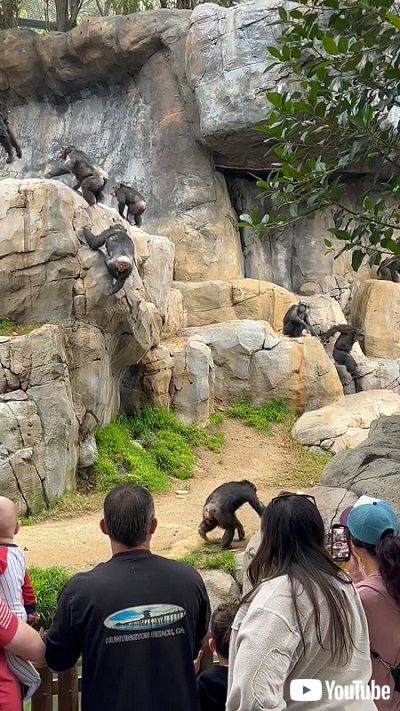 ロサンゼルス動物園のチンパンジー
