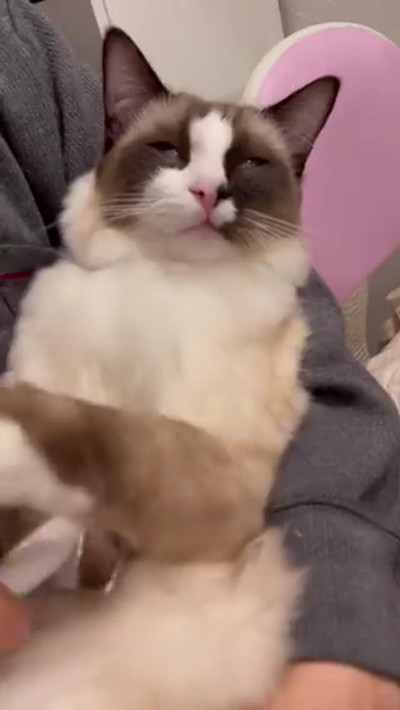 ブラッシングされる猫