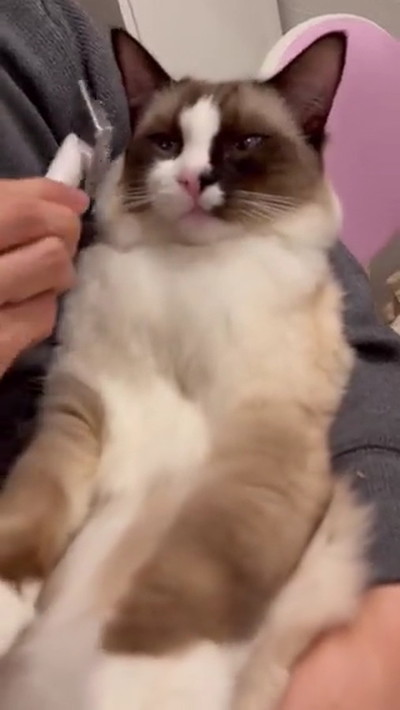 ブラッシングされる猫