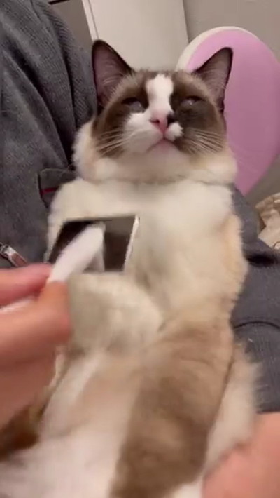 ブラッシングされる猫