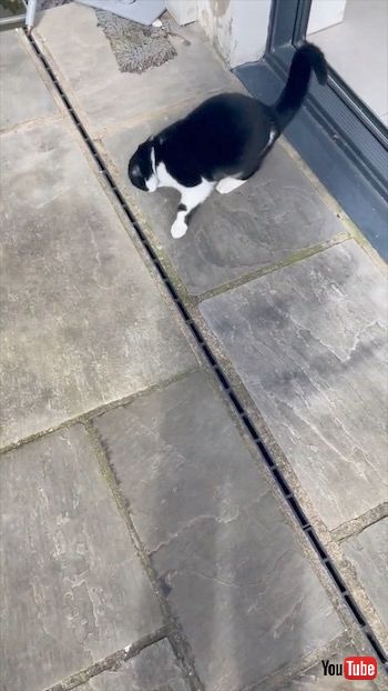 風に抵抗する猫